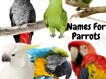 Names for parrots