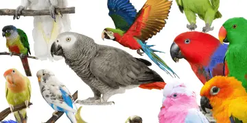 Parrot names