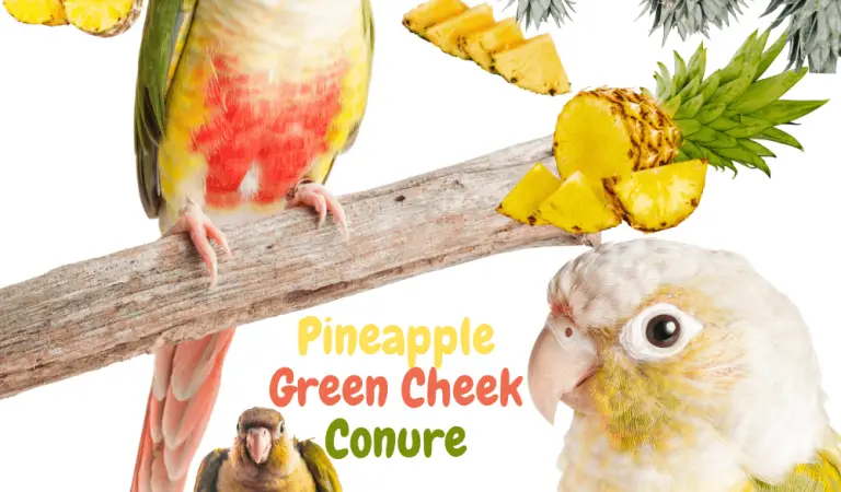 Pineapple Green Cheek Conure Information (With Pictures)