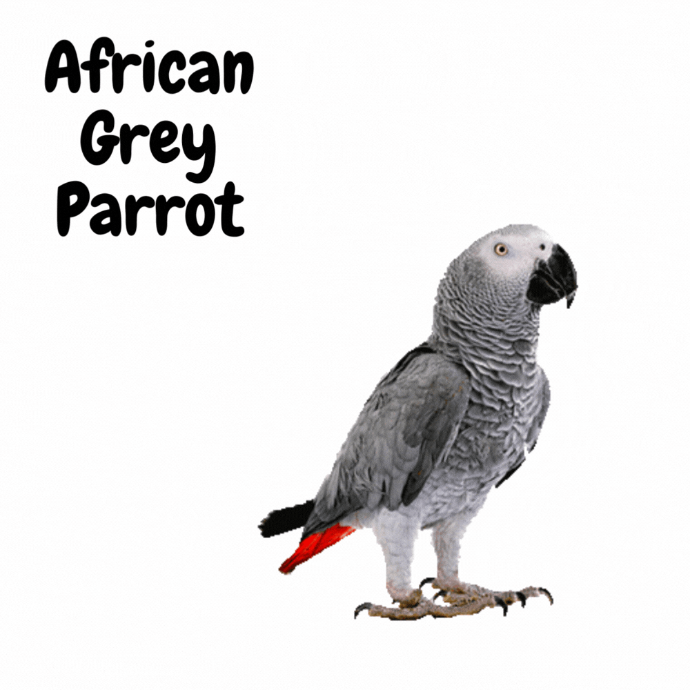 african grey