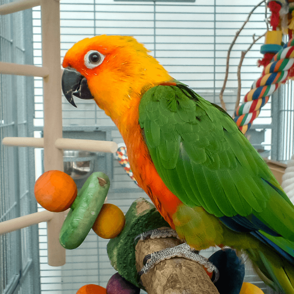 choose parrot cage