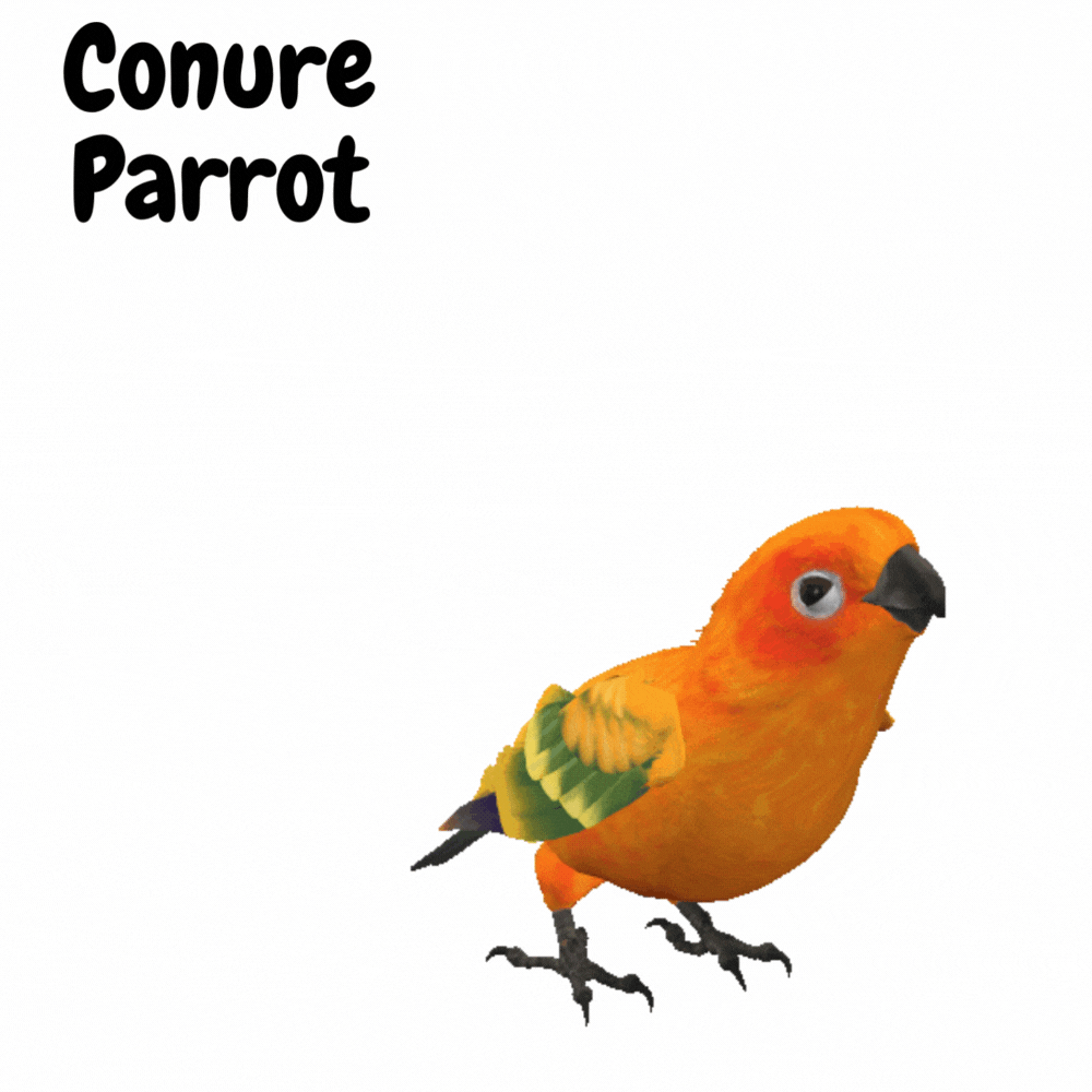 conure parrot