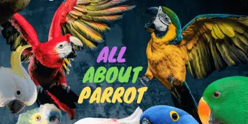 All About Parrot