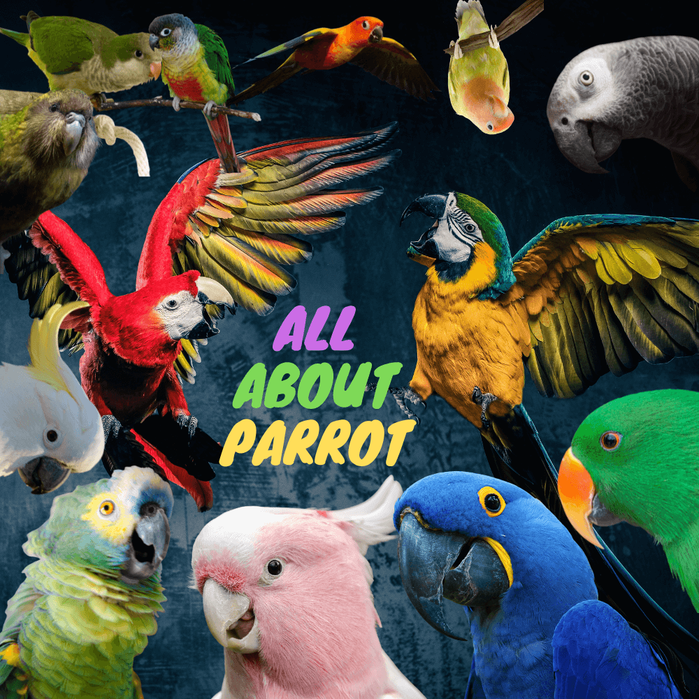 All About Parrot