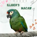 Illiger's Macaw