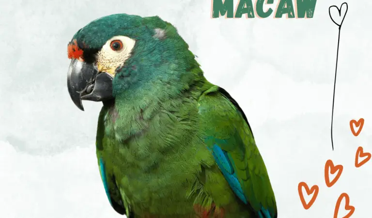 Illiger’s Macaw