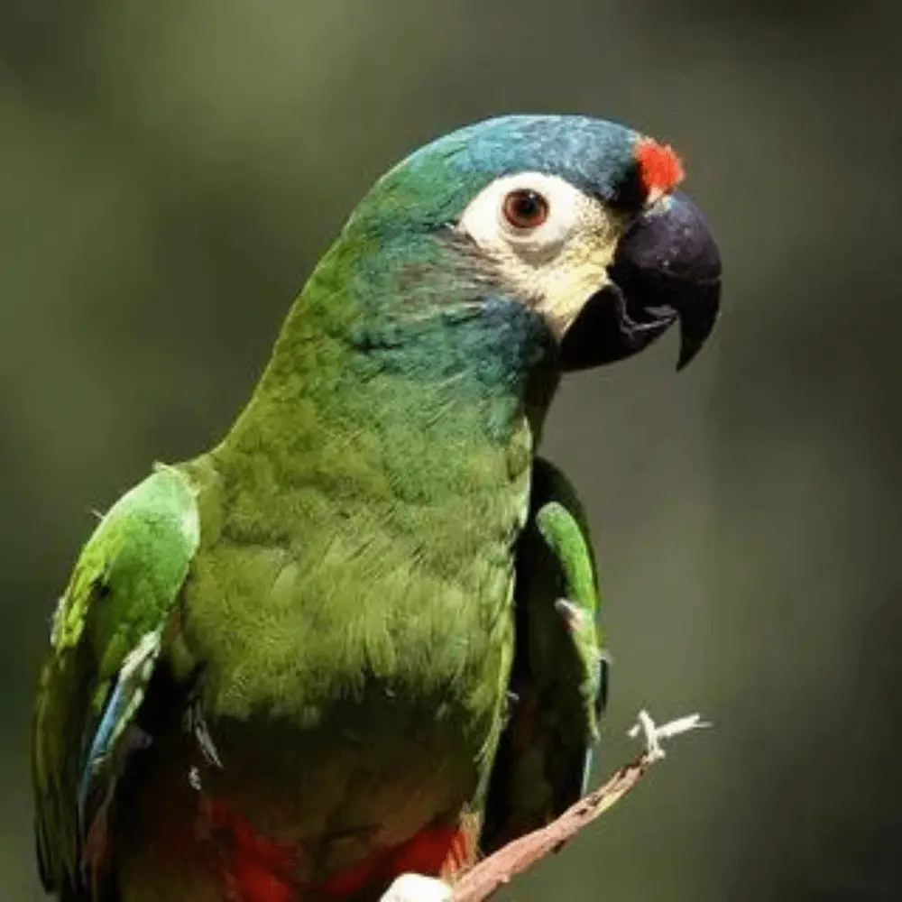 Illiger's Macaw parrot