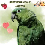 Northern mealy amazon