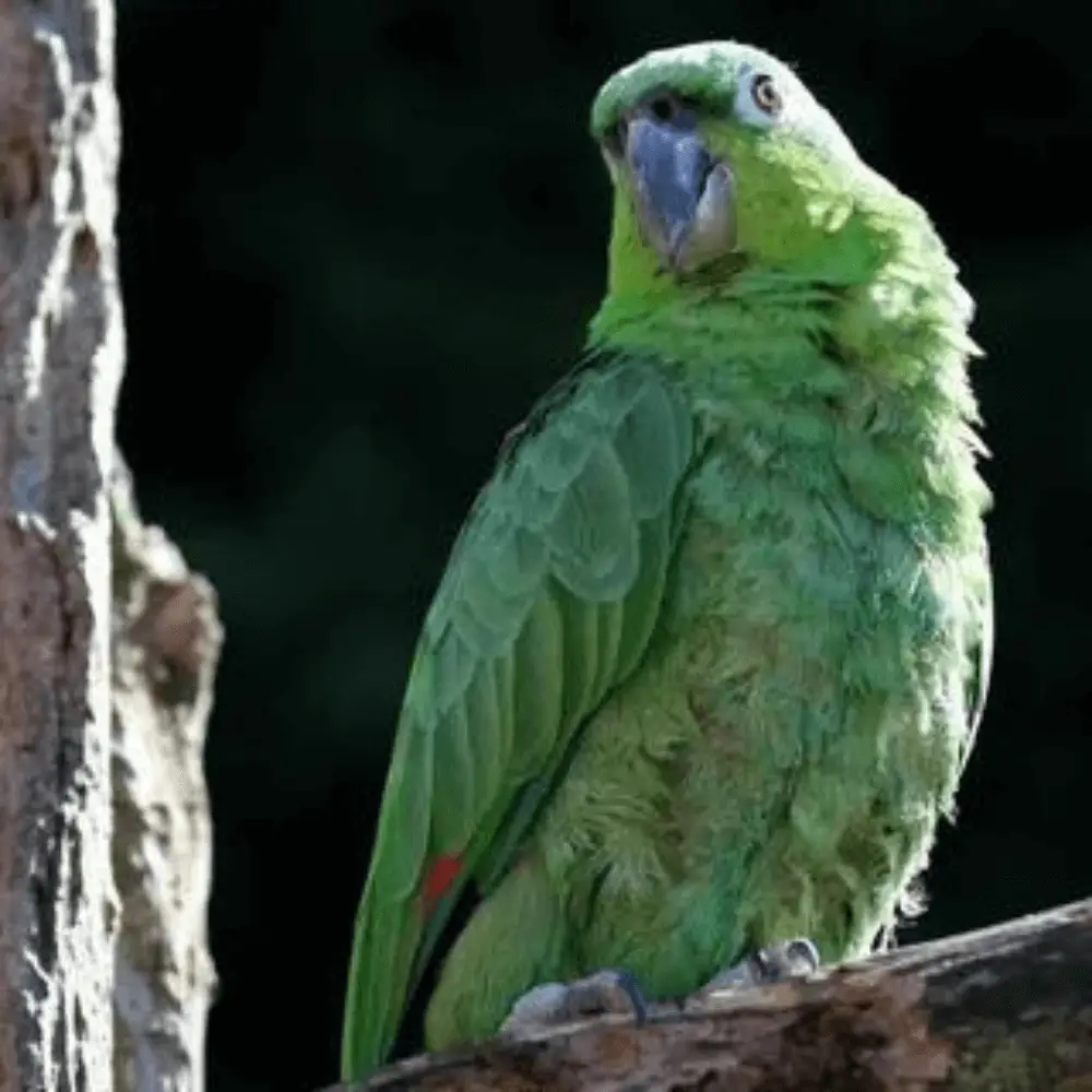 Northern mealy amazon parrot