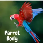 Parrot Body