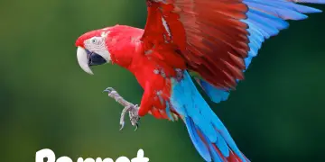 Parrot Body