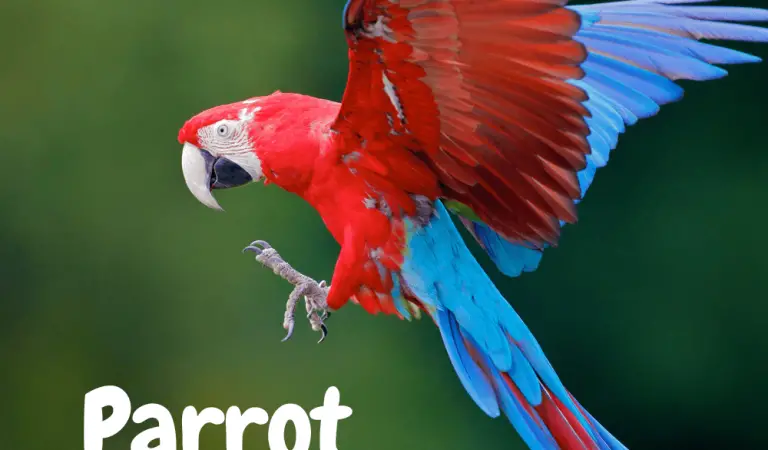 Parrot body