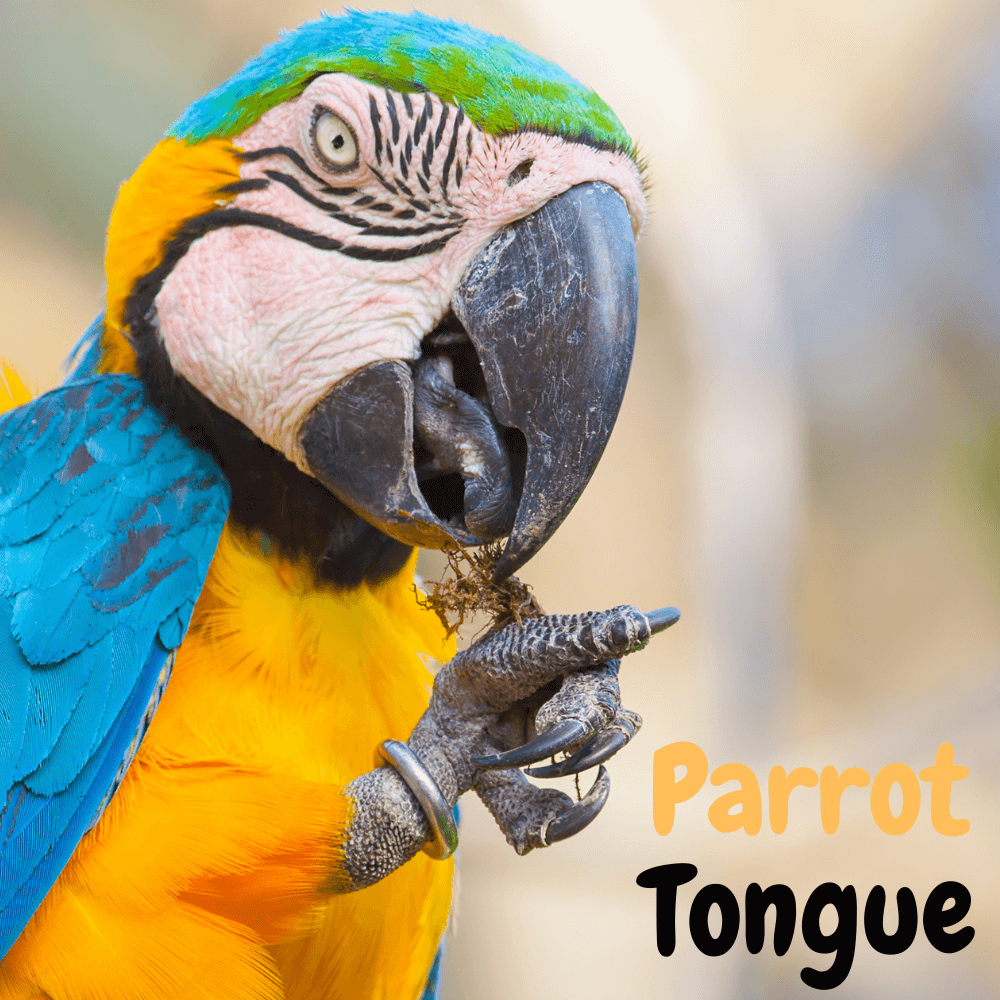 Parrot Tongue
