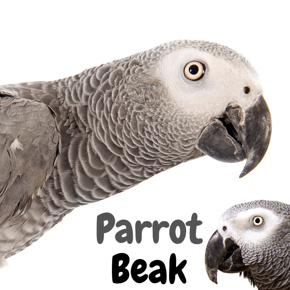 Parrot beak