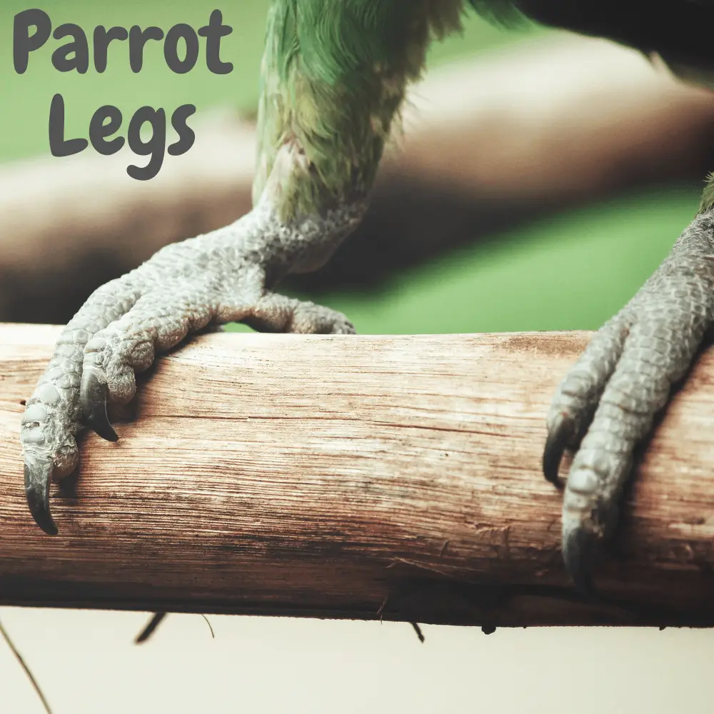 Parrot legs