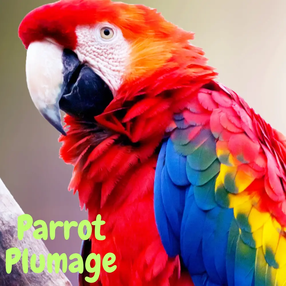 Parrot plumage
