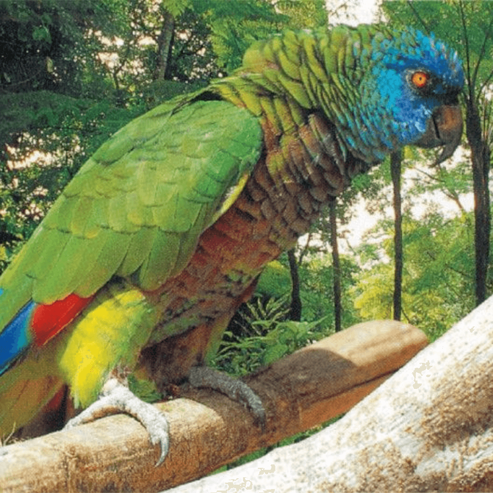 St. Lucia Amazon