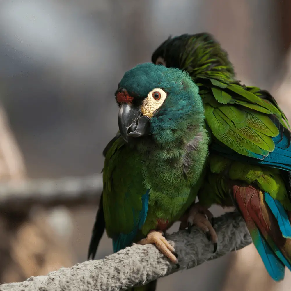 illiger macaw size