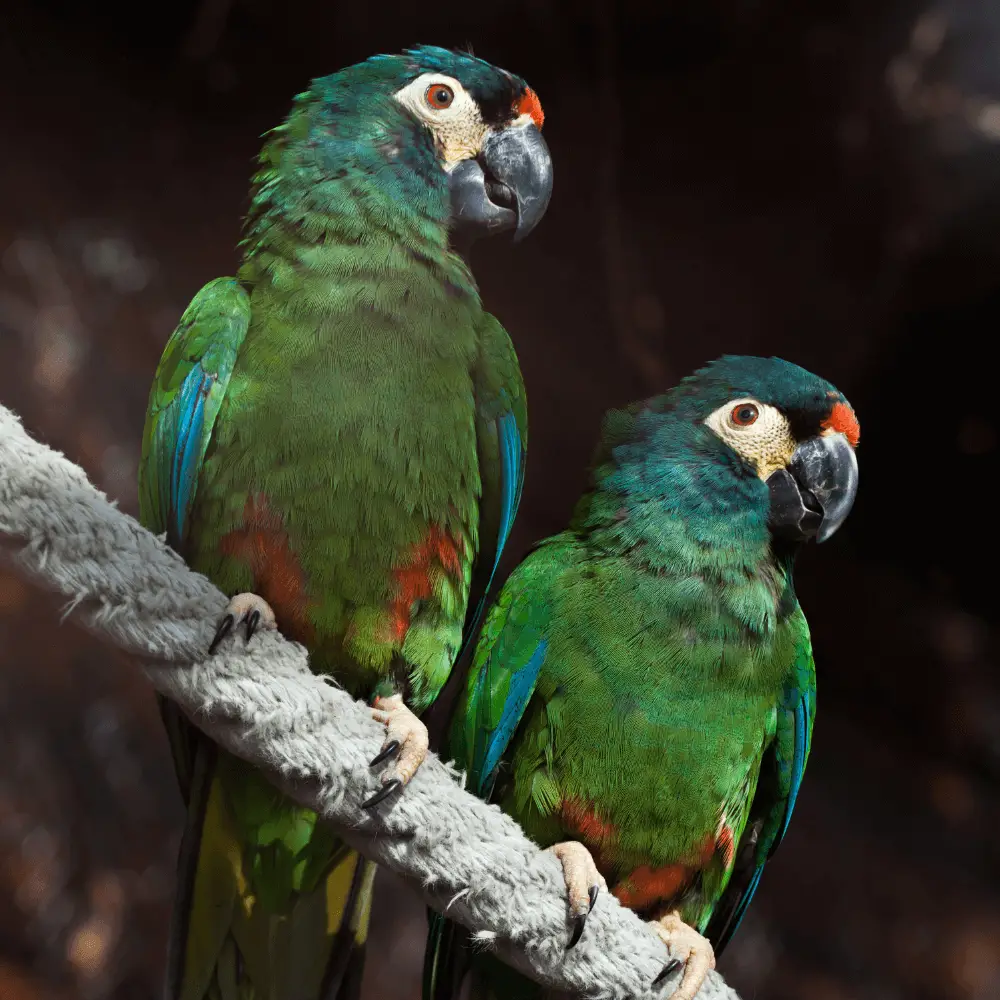 illiger macaw