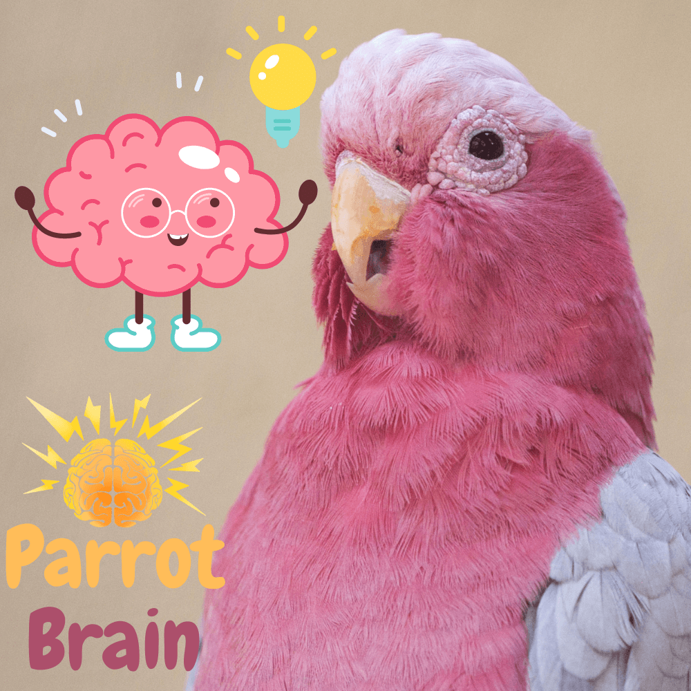 parrot brain