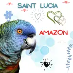 saint lucia amazon