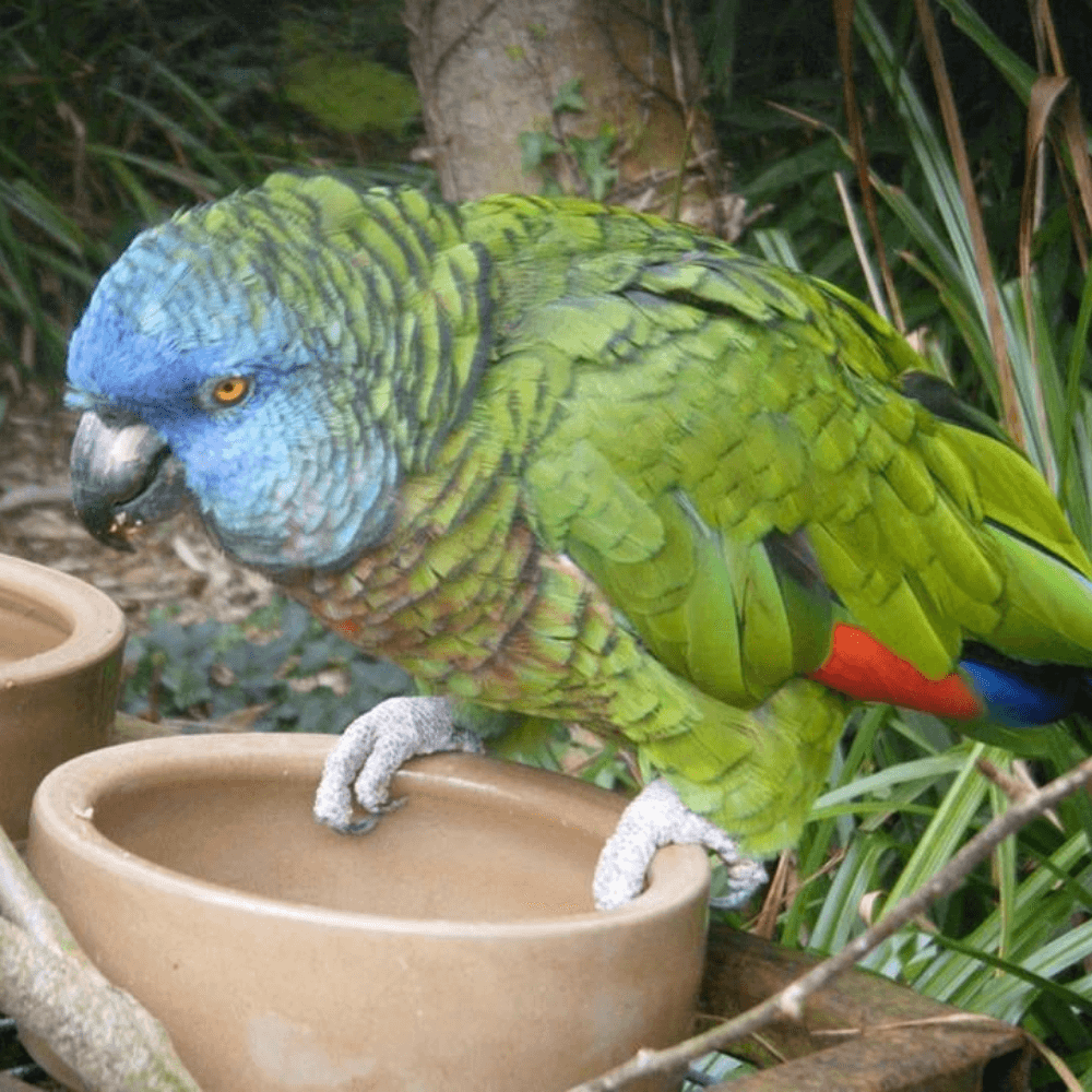 saint lucia amazon parrot