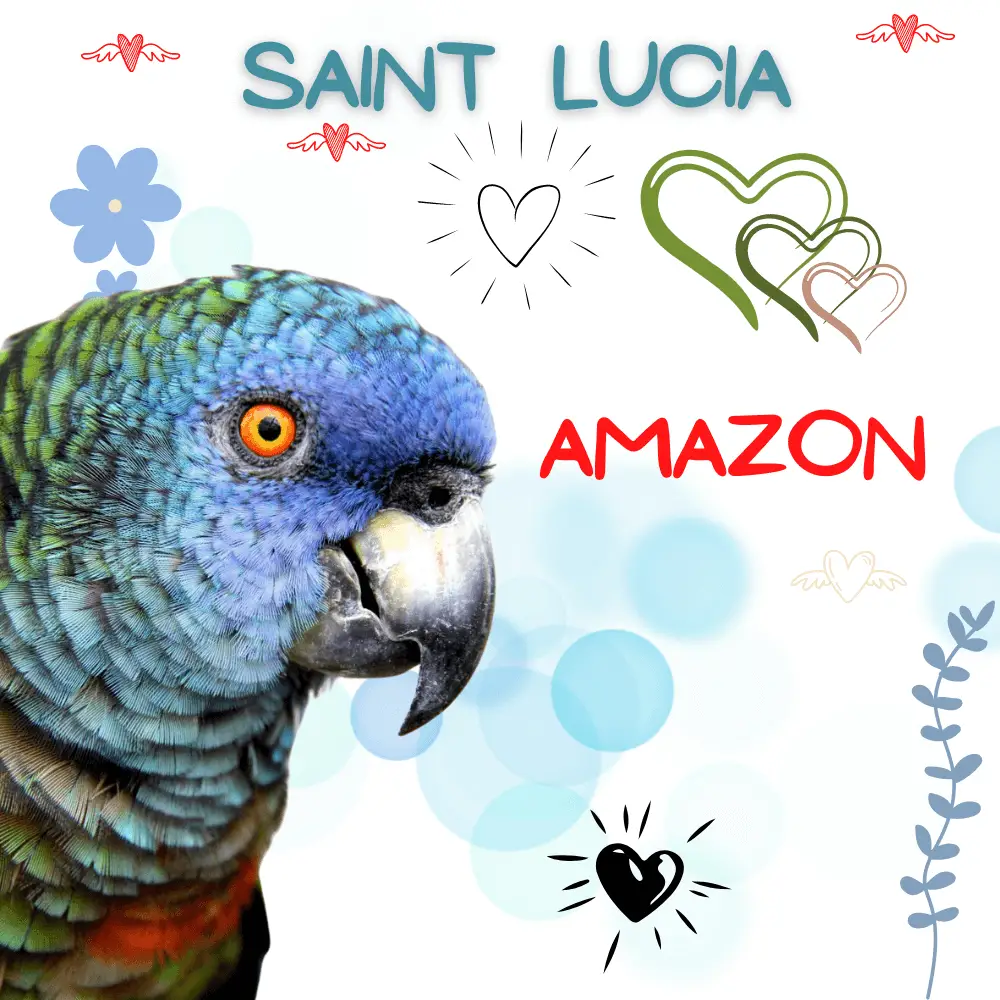 saint lucia amazon
