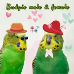 Budgie male and female