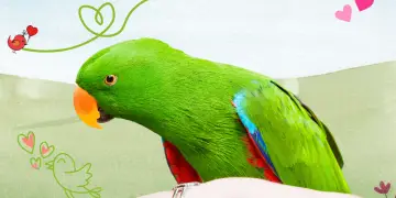 Eclectus parrot adoption