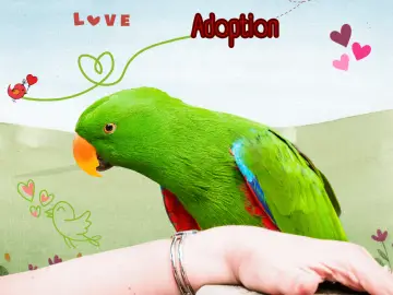 Eclectus parrot adoption