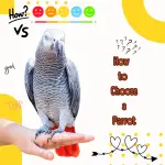 How to Choose a Parrot