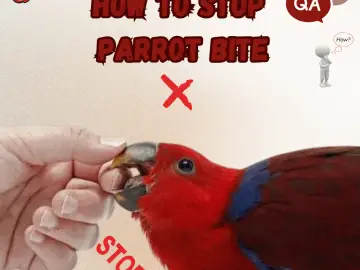 How to stop parrot bite