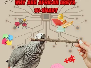 Why are African Greys so smart