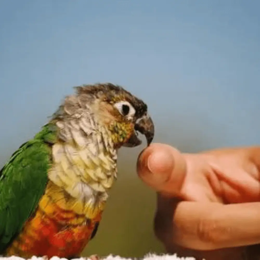 parrot bite stop