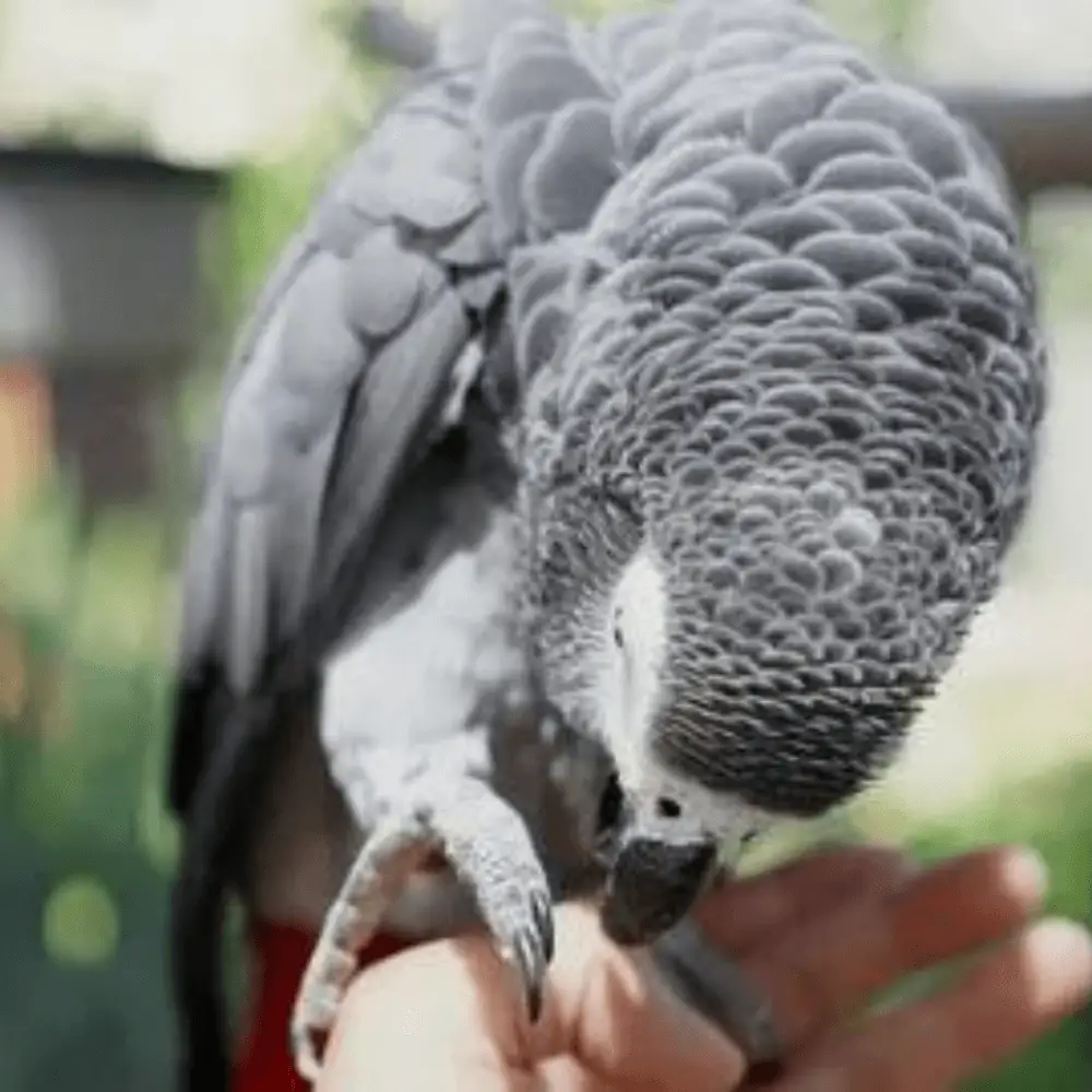 parrot biting