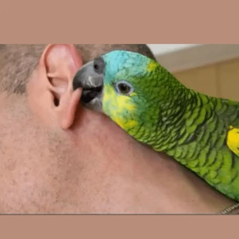 stop parrot bite