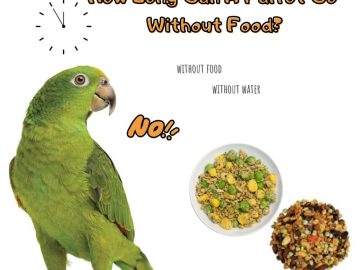 How Long Can A Parrot Go Without Food
