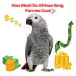 How much do african grey parrots cost