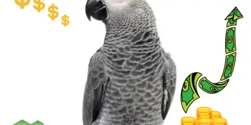 How much do african grey parrots cost