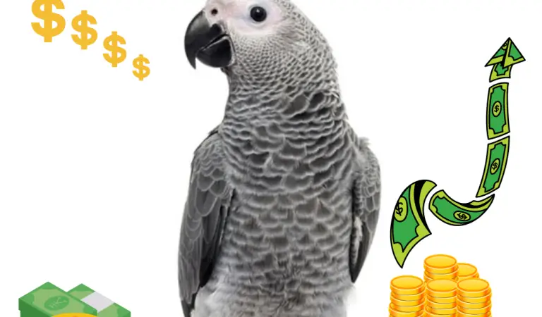 How Much Do African Grey Parrots Cost?