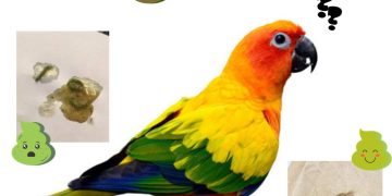 What Color Should Parrot Poop Be