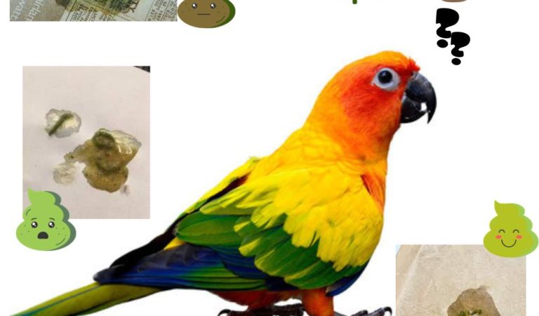 What Color Should Parrot Poop Be?