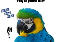 Why do parrots talk