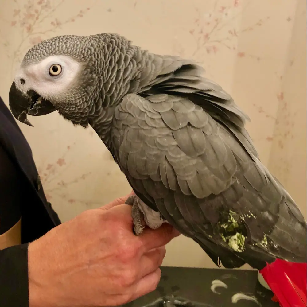 healthy parrot poop