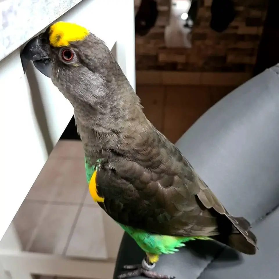meyers parrot pet