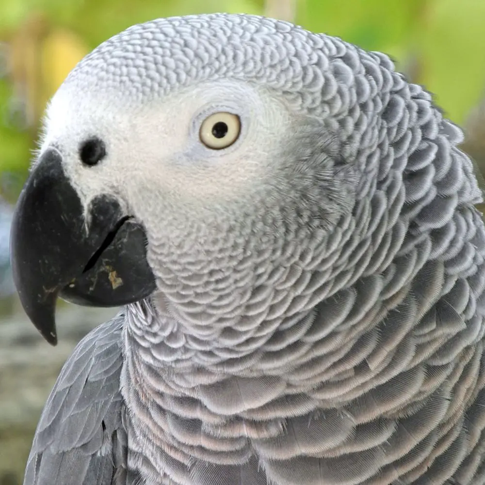 African grey parrot price