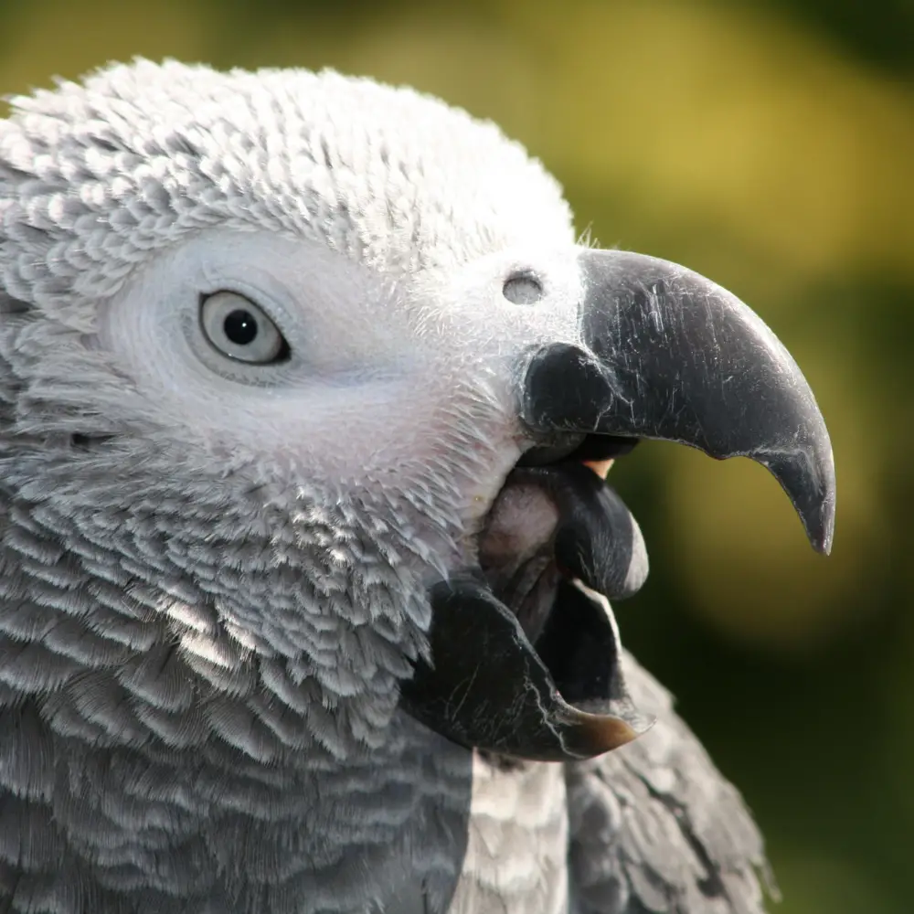 African grey parrot tongue