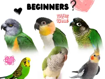 Best Parrots for Beginners