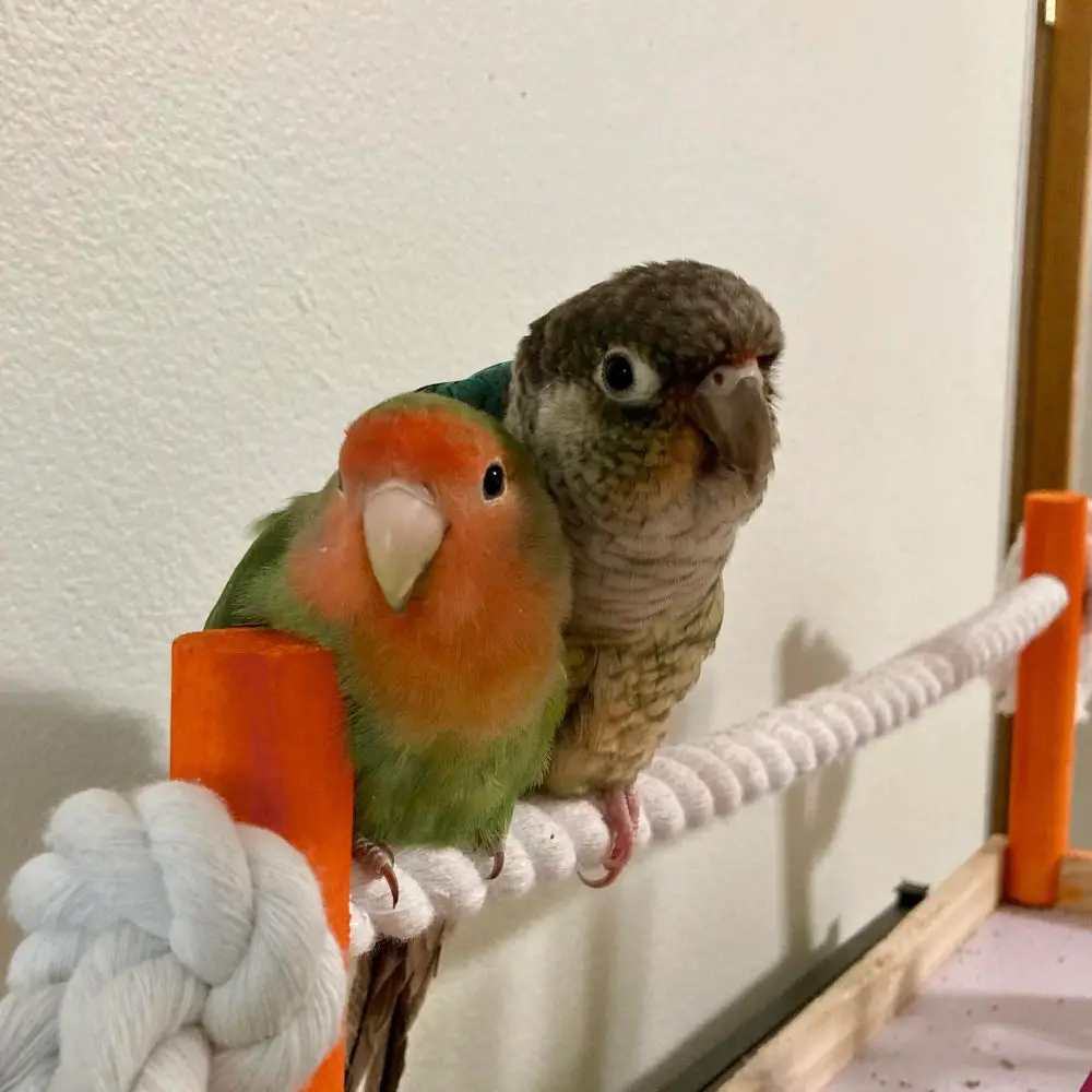 Can a parrot live with another parrot