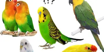 Can different parrots live together